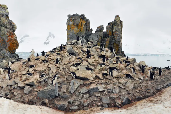 Black-and-white penguins nesting among dark rocks on a snowy Antarctic shore